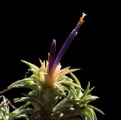 TILLANDSIA IONANTHA VAR. VAN-HYNINGII